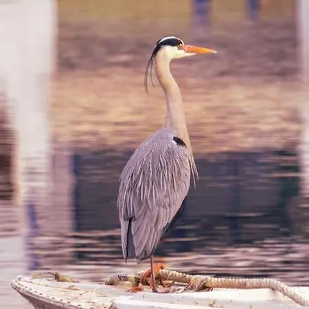 La Chalanita Studio - El Charco De San Gines 公寓 *
